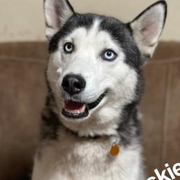 Siberian Huskies and Yorkshire Terriers from Swan City Puppies