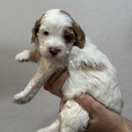 Goldendoodle Puppies from Kerri's Goldendoodles
