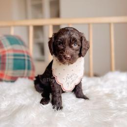 Turtle Dove - 12 Days of Christmas - Chocolate male Goldendoodle puppy in Syracuse, Indiana from The Doodle Cove