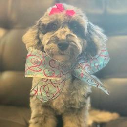 Winnie - Merle female Sheepadoodle puppy in Saint Cloud, Florida from Rising Star Kennels