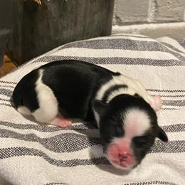 Boy 1 - Black and white male Shih Tzu puppy in Lexington, North Carolina from SCS Shih Tzus