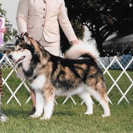 Verizon - Alaskan Malamute