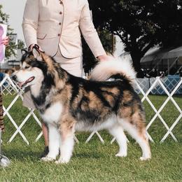 Verizon - Alaskan Malamute