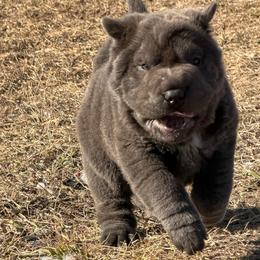 Mira - Blue female Chinese Shar-Pei puppy in Chipley, Florida from HapPei House of Wrinkles