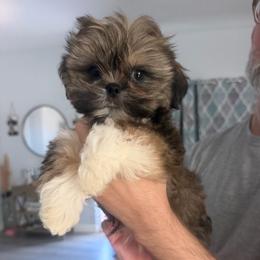 Rocky - Brindle male Shih Tzu puppy in Coolidge, Arizona from Shih Tzu’s  ‘N’ Love