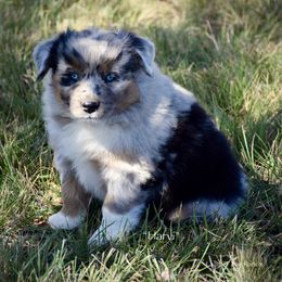 Harvi - Blue merle male Miniature Australian Shepherd puppy in Evant, Texas from Lazy VT Bar Ranch