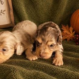 Daphne - Dapple female Dachshund puppy in Bakersfield, California from Pretty Dachshunds 661