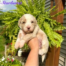 Starburst - Yellow and white female Bernedoodle puppy in Midland, Michigan from Northern Charm Farm