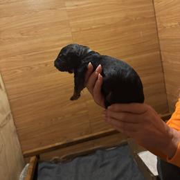 Girl 2 - Black and red female German Shepherd puppy in Snohomish, Washington from Wataha Shepherds