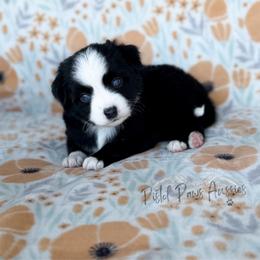 Rose - Black & white female Toy Australian Shepherd puppy in Liberty Hill, Texas from Pistol Paws Aussies