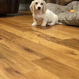 Dachshund Puppies from Carter's Kennels