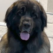 Swagger - Leonberger