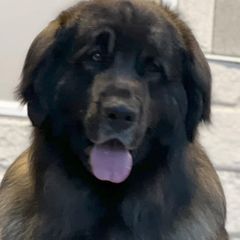 Swagger - Leonberger