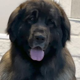 Swagger - Leonberger