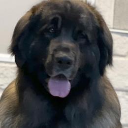 Swagger - Leonberger