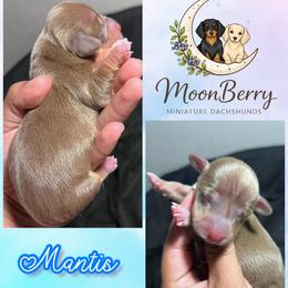 Mantis-CKC - Chocolate and tan male Dachshund puppy in Tecumseh, Oklahoma from MoonBerry Miniature Dachshunds