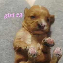 Miney - Brown female Cavapoo puppy in Wentworth, Missouri from Newton County Cavaliers & Cavapoos LLC