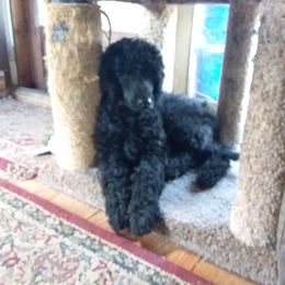 Poodle Puppies from Kindews "Lela" of Shiloh Gardens