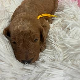 Yellow girl - Apricot female Poodle puppy in Bowling Green, Kentucky from Ritzy Red Poodles