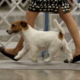 Angus - Jack Russell Terrier