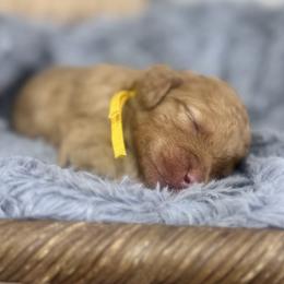 Blaze- Yellow Collar - Red male Bernedoodle puppy in Oak Hills, California from High Desert Doodles
