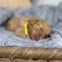 Blaze- Yellow Collar - Red male Bernedoodle puppy in Oak Hills, California from High Desert Doodles