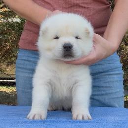 Taro - Boy 3 - White male Akita puppy in Coopersburg, Pennsylvania from Main Street Akitas
