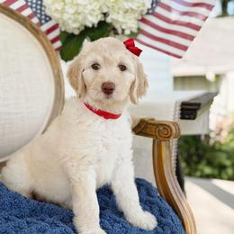 Rosie - Cream female Goldendoodle puppy in Nashville, Tennessee from Hilton Doodles