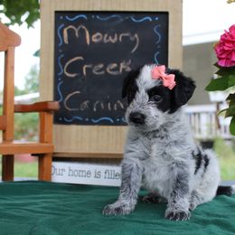 Sierra - Black and white female Aussiedoodle puppy in Hopkins, Missouri from Mowry Creek Mini Aussiedoodles and More
