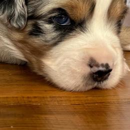 Australian Shepherd and Miniature Australian Shepherd Puppies from L Bar W Aussie Ranch
