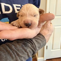 Miss Pink, Holly - Golden female Golden Retriever puppy in Crawfordsville, Indiana from Sunridge Goldens