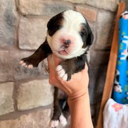 Bo Peep - Tri-color female Bernese Mountain Dog puppy in Fort Meade, Florida from Baldwin Dood Ranch