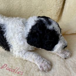 Poodle Puppies from Rosegold Poodles