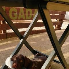 German Wirehaired Pointer Puppies from Ca’ Rigada Deutsch Drahthaar (GWP)