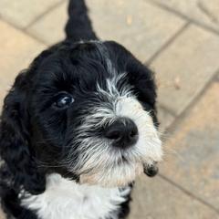 Penny - female Australian Mountain Doodle puppy in Sherrills Ford, North Carolina from Magnolia Grove Farms
