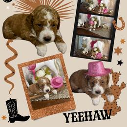 Reagan - Red  female Goldendoodle puppy in Sheridan, Arkansas from Arkie Doodles