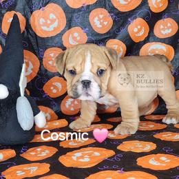 Cosmic - Fawn female Bulldog puppy in Hillsdale County, Michigan from KZ Bullies LLC