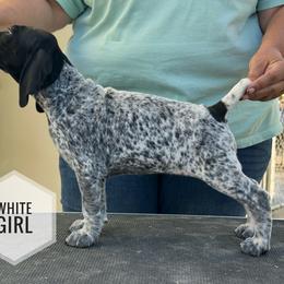 White Girl - Black and white female German Shorthaired Pointer puppy in Dearborn, Missouri from Hardwood Kennels