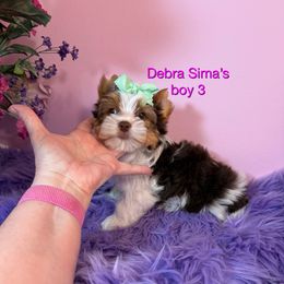 Chocolate Parti 3 Smallest - Chocolate, tan and white male Yorkshire Terrier puppy in Lincoln, Nebraska from Exquisite Dancing Yorkie for Sale