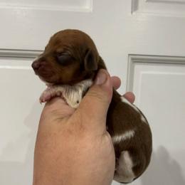 Benedict Bridgerton - Piebald male Dachshund puppy in Fort Myers, Florida from Lady Margery’s Dachshunds