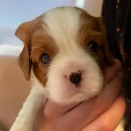 Biscotti - Blenheim male Cavalier King Charles Spaniel puppy in Gilbert, Arizona from Cacti Cavaliers