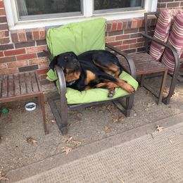 Rottweiler All Grown Up from Sweetgum Farm