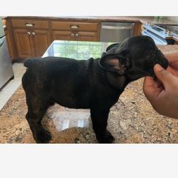 French Bulldog Puppies from Debbie Beck