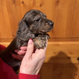 Spot - Dapple male Dachshund puppy in Heber Overgaard, Arizona from Sonoran Doxies