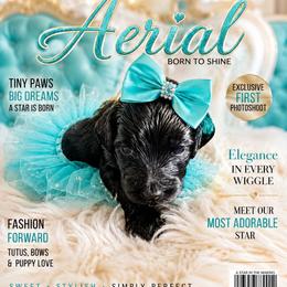 White collar - Black female Goldendoodle puppy in Aurora, Illinois from Chicago Goldendoodles