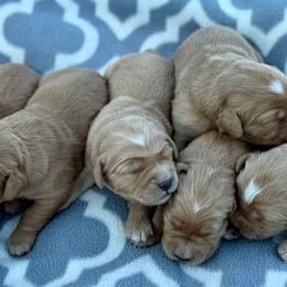 Boy 2 - Dark golden male Golden Retriever puppy in Tonasket, Washington from Denzil’s Goldens