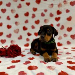 Green collar - Black and rust male Doberman Pinscher puppy in Mansfield, Georgia from Marbendale’s Doberman