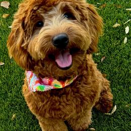 Franklin - Goldendoodle