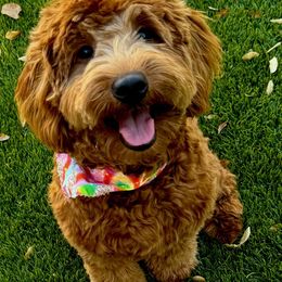 Franklin - Goldendoodle