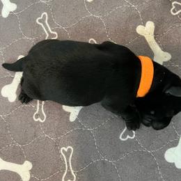 Miss Orange - Black female Scottish Terrier puppy in Wilmington, Ohio from Ballentine Scotties